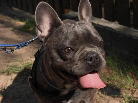 french-bulldog-licki_large-1-2824270