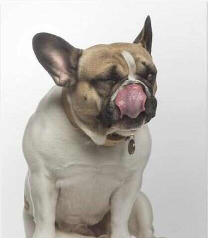 french-bulldog-licking_1c69c9ed-869d-4eee-b841-d01bbeee3ea3_large-1-2739809