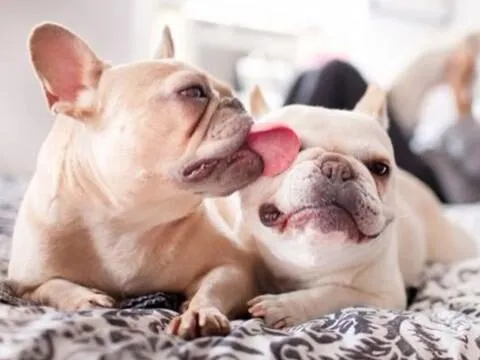 french-bulldog-licking_large-1-3259053