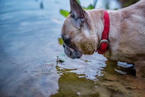 french_bulldog_bath_large-1-9963494