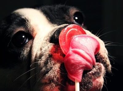 french_bulldog_licks_large-1-6585159