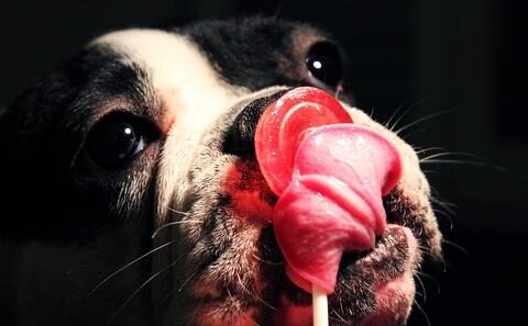 french_bulldog_licks_large-1-6585159