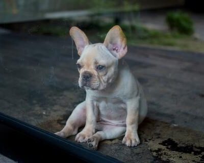 frenchie_world_can_frenchie_be_left_outside_large-1-6386366