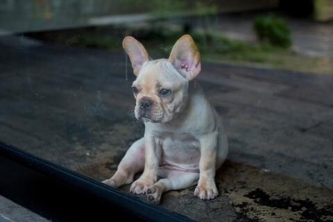 frenchie_world_can_frenchie_be_left_outside_large-1-6386366