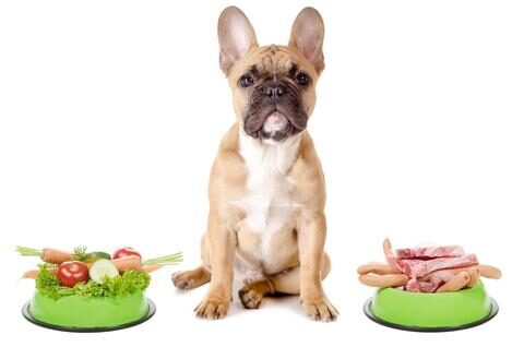 top_10_toxic_food_for_french_bulldogs_1_large-1-8695071