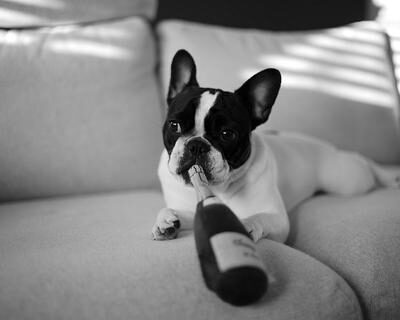 top_10_toxic_food_for_french_bulldogs_large-1-2475792