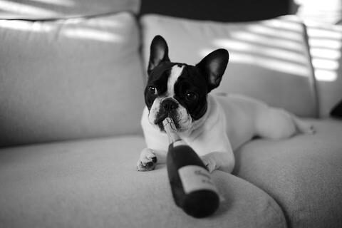 top_10_toxic_food_for_french_bulldogs_large-1-2475792