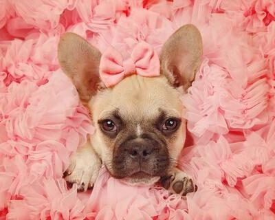 french_bulldog_high_maintenace_7f5ff634-5e69-4b26-821c-01886998d2e5_large-1-1755908