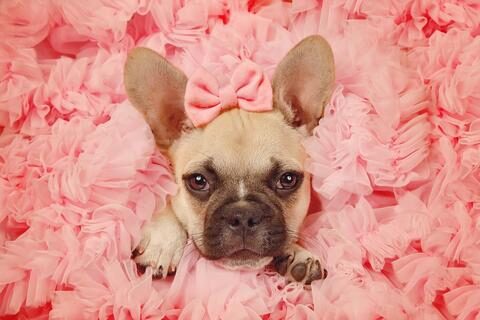 french_bulldog_high_maintenace_7f5ff634-5e69-4b26-821c-01886998d2e5_large-1-1755908