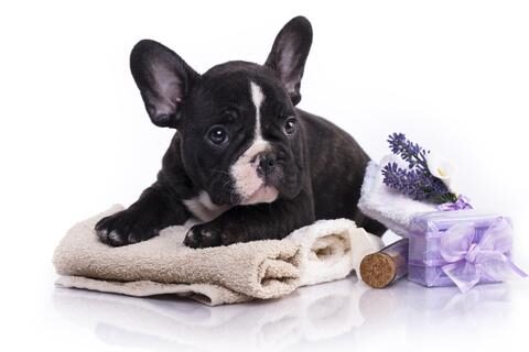 french_bulldog_smell_large-1-7798310