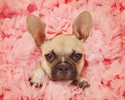 frenchie_smell_large-1-7095900