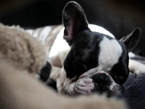 Frenchie sleeping