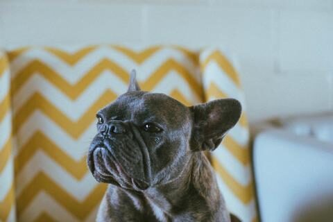 French Bulldog diarrhea treatment