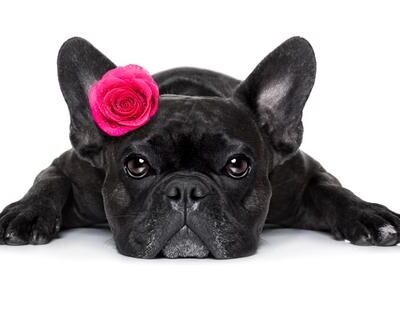 frenchie_world_f144dc08-a2d1-4e00-8e65-78a9661da917_large-1-8452820