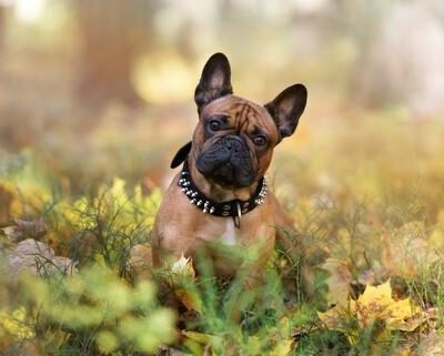 frenchie_world_large-1-2339004