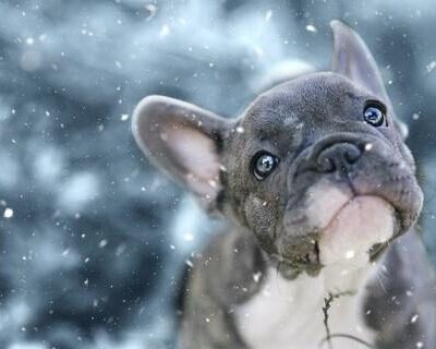 frenchie_world_1_217457e7-26f5-4078-8634-d0c09c14a4be_large-1-7574519