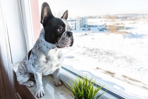 frenchie_world_8cf1e772-129a-4e0d-81cc-613a23807c4f_large-1-8798916