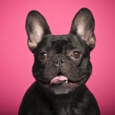 How To Clean French Bulldog Ears? - Frenchie World Shop