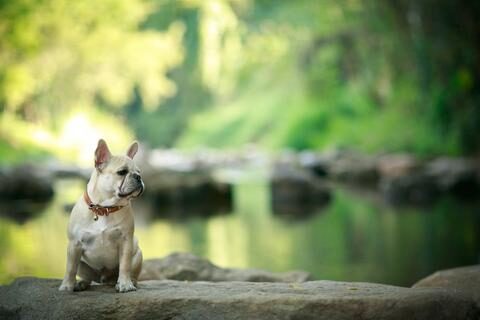 Picture of a lonely frenchie