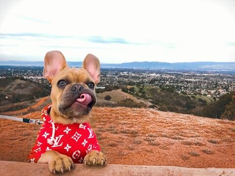 french_bulldog_sweater_large-1-2602676