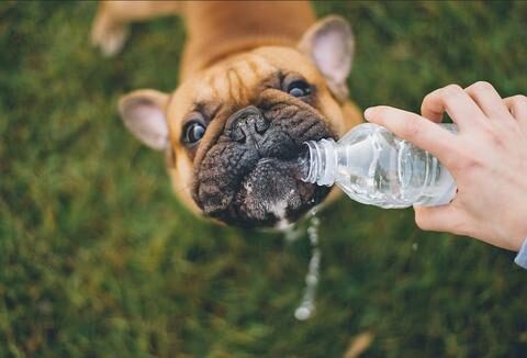 frenchie_drinks_water_large-1-7093892