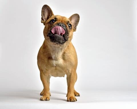 French bulldog picture