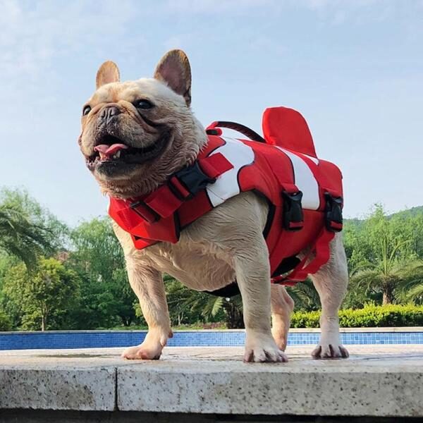 Clownfish jacket for french bulldogs