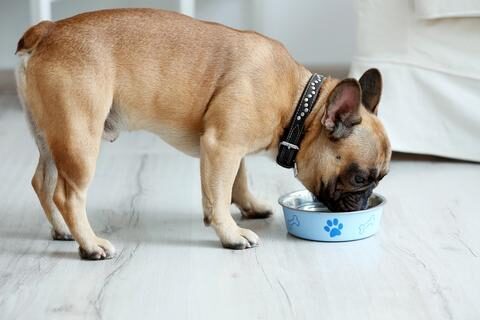 French bulldog healthy eating