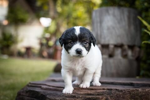 French bulldog and poodle mix