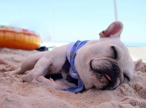 Frenchie sleeping on the beach