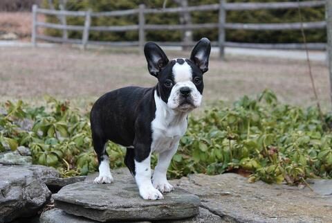 French bulldog and Boston Terrier mix