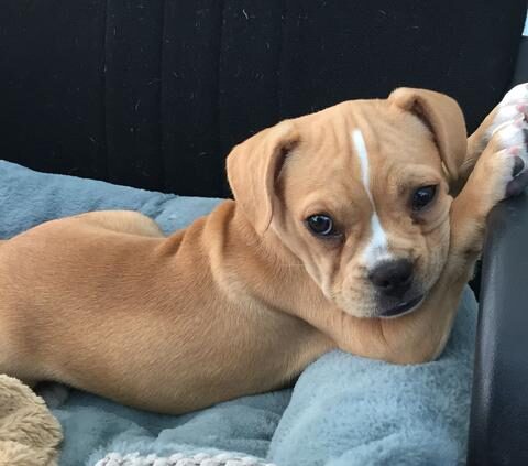 French bulldog and Beagle mix