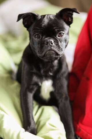 French bulldog and Pug mix