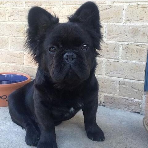  French bulldog and Pomeranian mix