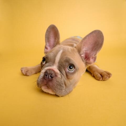 Frenchie lying on the floor