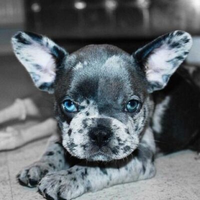 blue_frenchie_large-1-3237500