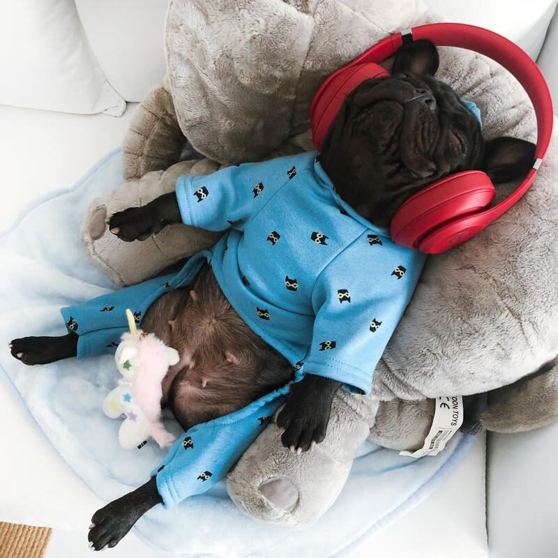 ultra-soft-bandito-dog-pajamas-frenchie-world-shop-18265942458517-6581176