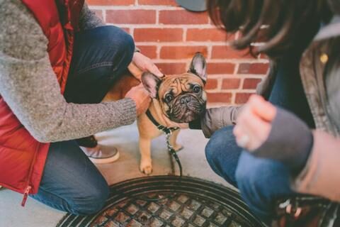 french_bulldog_pregnant_large-1-6751573