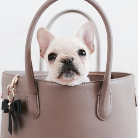 frenchie_carrier_large-1-1369658