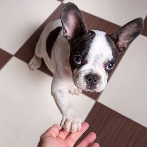 Frenchie paw 