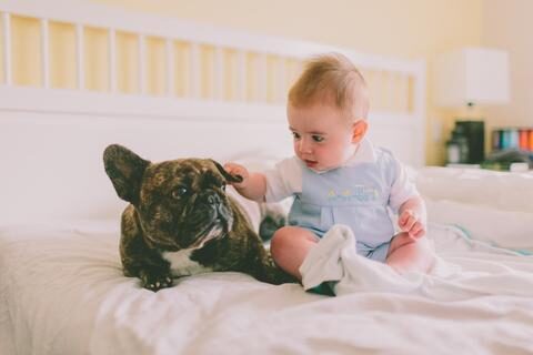 frenchie_world_and_baby_large-1-6648847