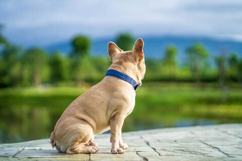 French bulldog looking at a lake