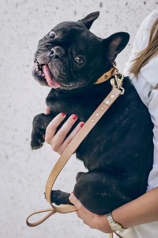 collars for frenchies