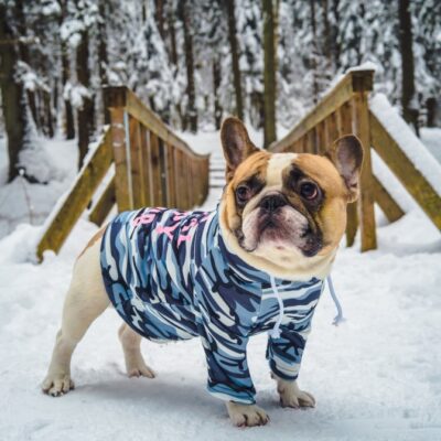 French bulldog hoodie: Top premium picks