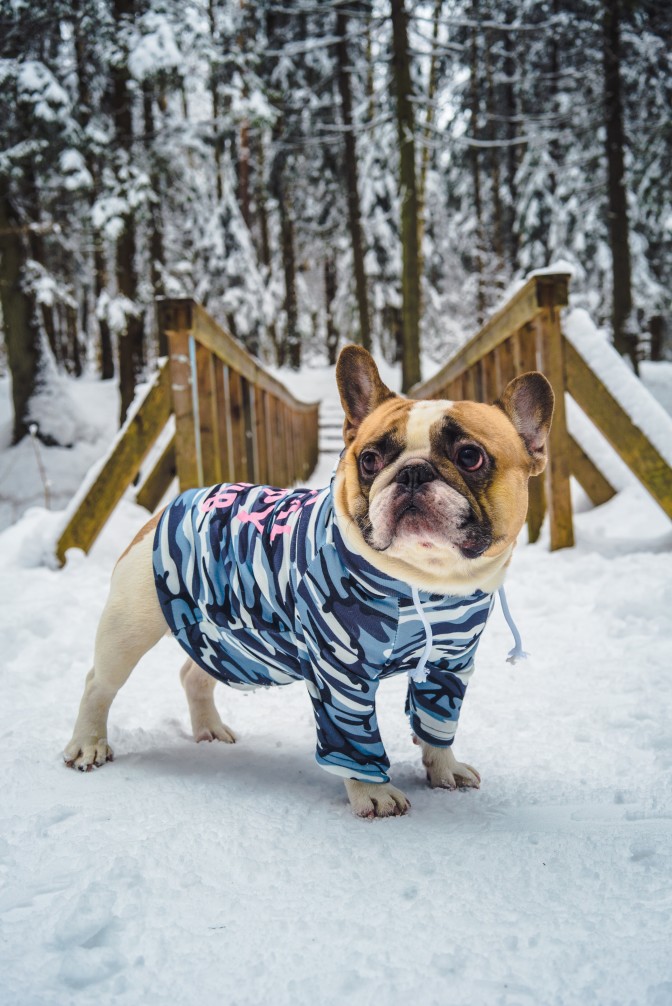 French bulldog hoodie: Top premium picks