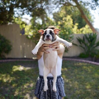 How to cut French bulldog nails? When & why?