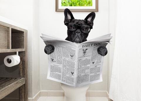 French bulldog on the toilet