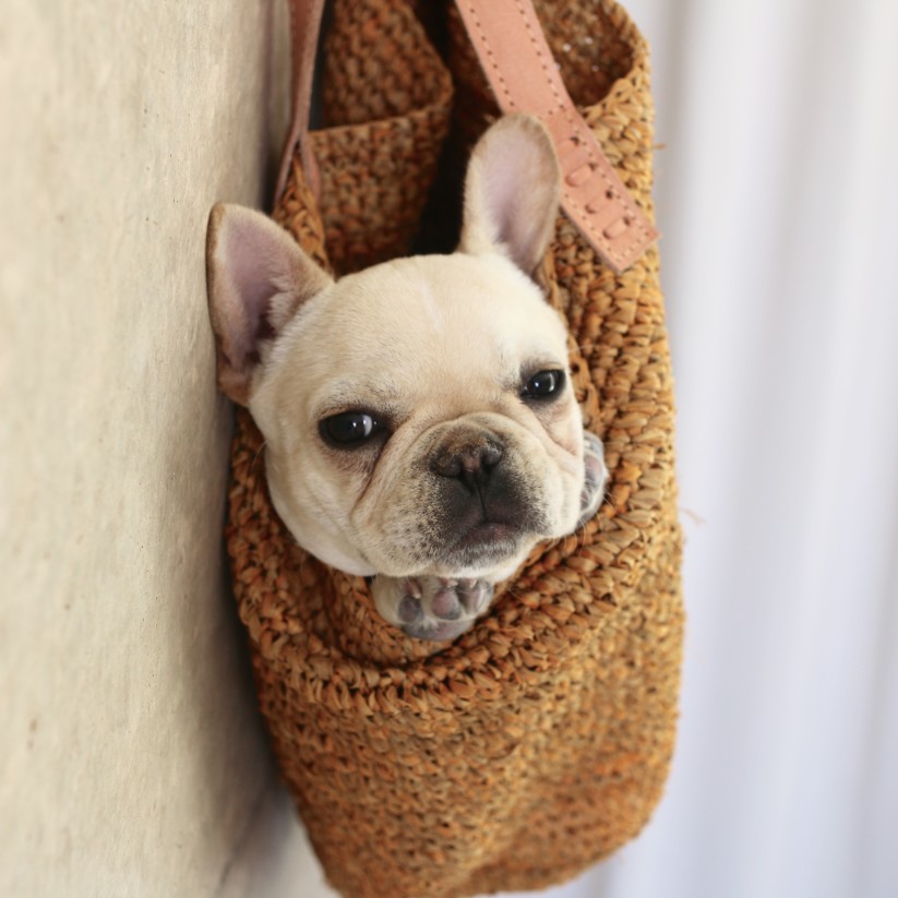 Do French bulldogs have separation anxiety? Find out!