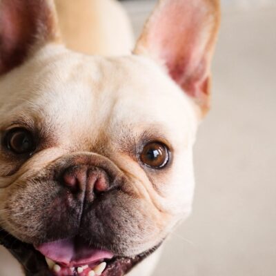 French bulldog bad breath causes and solutions