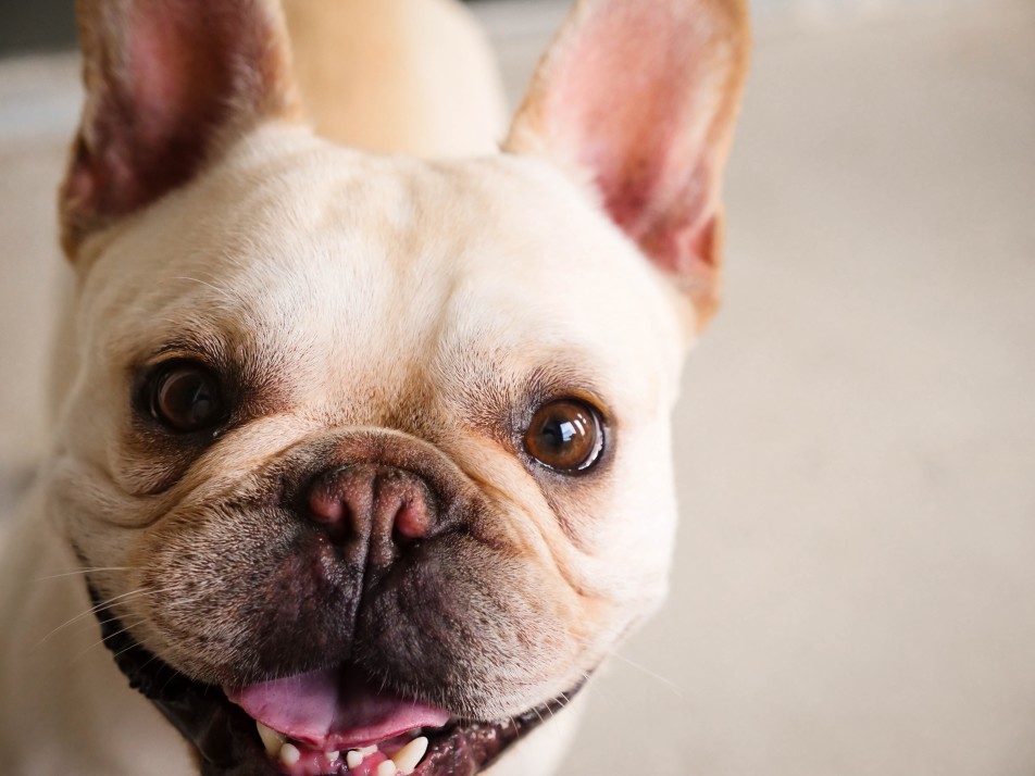 French bulldog bad breath causes and solutions